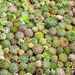 2025年最新】多肉植物 センペル セットの人気アイテム - メルカリ