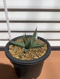 アガベ シャークスキン カリフォルニア産 輸入株 特大 ② 引き取り限定 アガベ シャークスキン カリフォルニア産 輸入株 特大 ② 引き取り限定