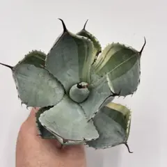 2026年最新】アガベ 錦の人気アイテム - メルカリ