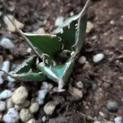 ビ*ト様 アガベ 観葉植物のサムネイル