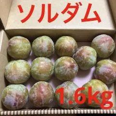プラム ソルダム　1.6kg ③のサムネイル