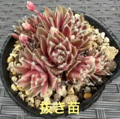 Disneysfestival1つセンペルビウム多肉植物 - メルカリ