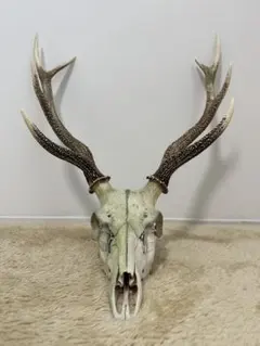 エゾシカの角、頭骨 - メルカリ