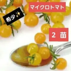 GW発送メルカリ便‼️訳ありマイクロトマト黄色　抜き苗　3本 現品 希少◇極小マイクロトマト1苗◇黄色 - メルカリ