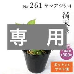 ポットごとヤマト便261】ヤマアジサイ 幼苗 満天星 山紫陽花 - メルカリ