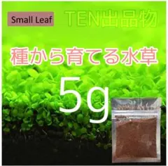種から育てる水草　水草の種【小さい葉】5gのサムネイル