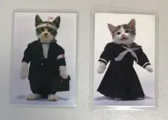 ☆なめ猫【なめんなよ】ラミネートカード＆まけ犬カード【まけんなよ