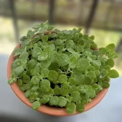 専用です❗ディスキディア ヌンムラリア バリエガータ 抜き苗
