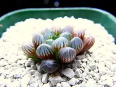 多肉植物　ハオルチア　　スターサファイア　1901