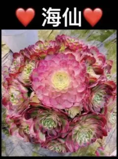 観葉植物 ア工オニウム錦❤️レッド富士 錦❤️ロスコフ錦❤️青花瓷