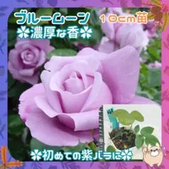 2026年最新】バラ苗 大苗の人気アイテム - メルカリ