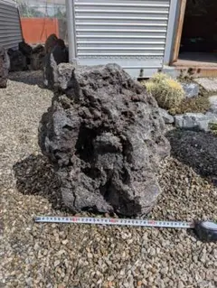 6986 浅間板目メガネ石 ウブ 溶岩 盆栽 付石 庭石 自然石 山 - メルカリ