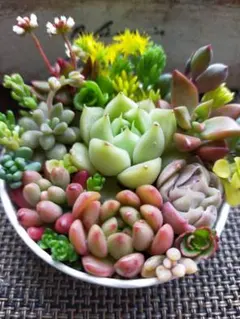 多肉植物カット苗セット［希望によりリメイク缶］ - メルカリ