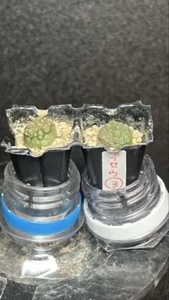 にょろ様 リクエスト 2点 まとめ商品