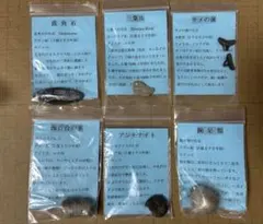 化石標本コレクション 12点セット+サメの歯化石×3+ 天然石 卵形+不明石7個