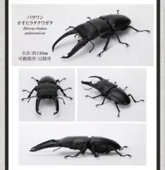 2026年最新】パラワンオオヒラタクワガタ 2003の人気アイテム - メルカリ