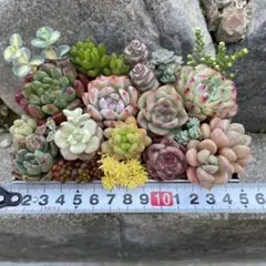 多肉植物　寄せ植え　カット苗　詰め合わせ