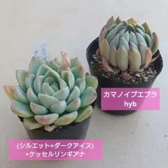 hikaru様 リクエスト 2点 まとめ商品