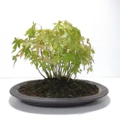小品盆栽】 山モミジ 樹高20cm 涼やかな葉姿と紅葉のグラデーション