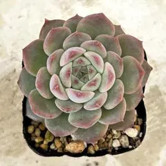 kurumi様 リクエスト 5点 まとめ商品