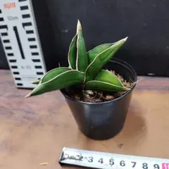 2026年最新】サンスベリア サムライの人気アイテム - メルカリ