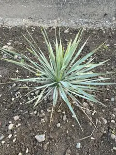 2026年最新】ユッカ ロストラータの人気アイテム - メルカリ