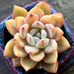 NEW❗️【レア種】大人気エケベリア　韓国苗　オレンジモンロー　美苗　多肉植物❣️