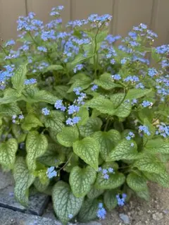 オンファロデス苗 花の苗 花苗 - メルカリ
