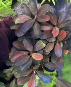 2026年最新】bucephalandra sp blueの人気アイテム - メルカリ