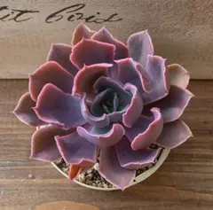 みいや様 リクエスト 2点 まとめ商品