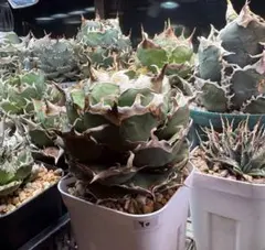 純血ジャガーノート　親株　【OSP産】 純血ジャガーノート 親株 【OSP産】 アガベ チタノタ 純血 ジャガー