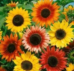 メトクロプラミド様 リクエスト 2点 まとめ商品