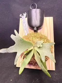 ビカクシダP. madagascariense sporeling - メルカリ