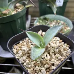 2026年最新】アガベ曲棘八荒雷神の人気アイテム - メルカリ