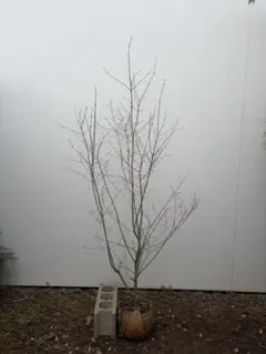 現品発送】希少 モミジ 鴫立沢 紅葉 H1.3m前後 イロハモミジ