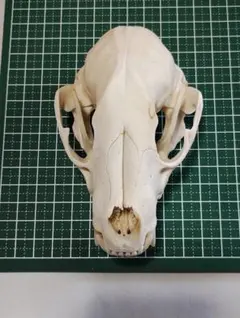 アライグマ(Procyon lotor)　頭骨