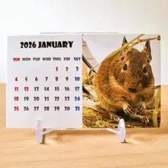 2026 デグー カレンダー 名刺サイズ クリアスタンド付