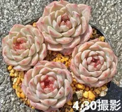 レッドベルベット 抜き苗 4〜4.5cm苗 4個セット 多肉植物 エケベリア