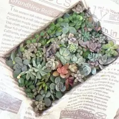多肉植物　ミニカット苗　詰め合わせ①