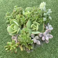 多肉植物【ピーチプリデ】2苗セット　抜き苗 2025年最新】ピーチプリデ 多肉の人気アイテム - メルカリ