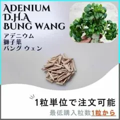 【種子】アデニウム 獅子葉 BW / セット割あり 数量1粒から購入OKのサムネイル