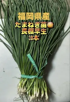 2025年最新】玉ねぎ苗 極早生の人気アイテム - メルカリ