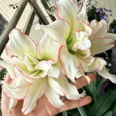アマリリス Sonata Harlequin 八重咲き 球根 ・レアのサムネイル