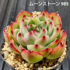 ムーンストーン 985 エケベリア 多肉植物 抜き苗 爪先少しキズあり