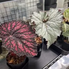 ボトルツリー ブラキキトン 新芽フラッシュ 個性派樹形株 高さ役54