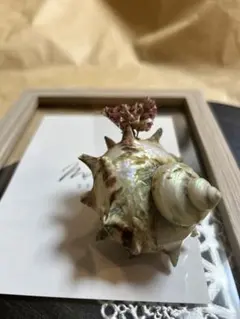 Item thumbnail for item 90cc8be2-5bc4-4b72-ab3d-a45b2fcf7e9a