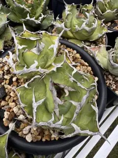 エンコリリウム アガボイデス 種子3粒　encholirium dyckia エンコリリウム アガボイデス 種子3粒 encholirium dyckia - メルカリ