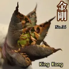 2026年最新】アガベ金剛の人気アイテム - メルカリ