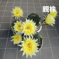 花サボテン　黄色花　抜き苗のサムネイル