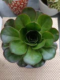 2026年最新】魅金ローズ アエオニウムの人気アイテム - メルカリ